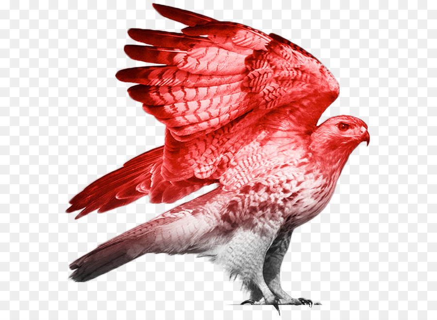 Pico，Pluma PNG