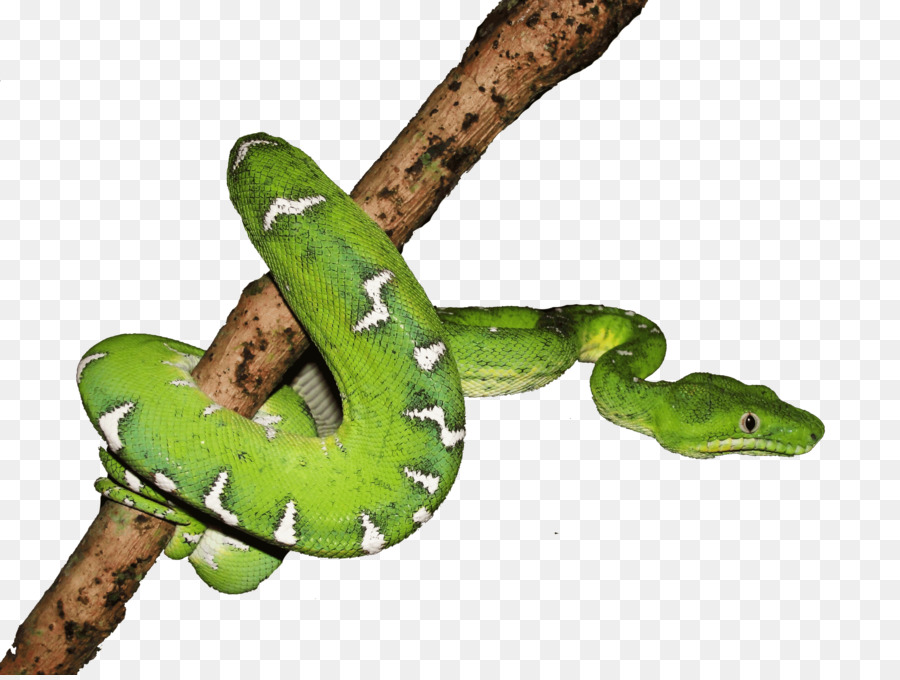 Los Anfibios，Reptiles PNG