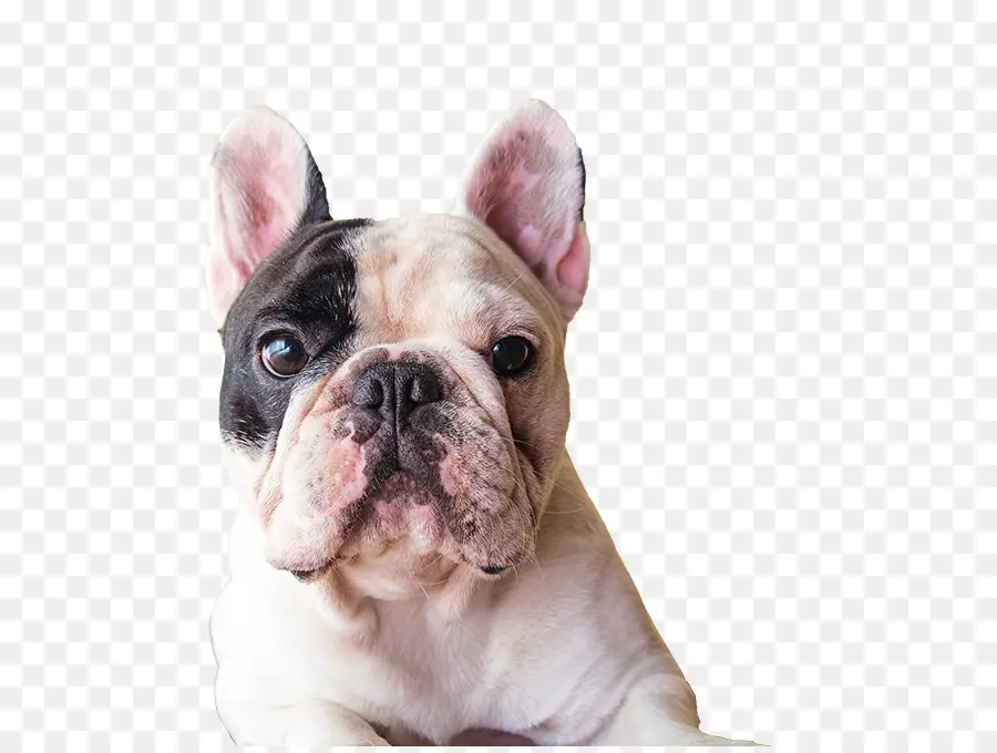 Toy Bulldog，Bulldog PNG