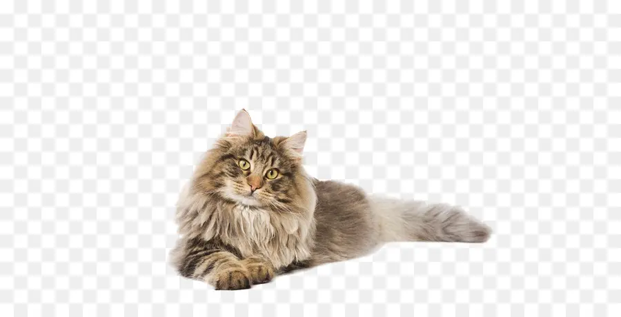 Maine Coon，Gato Siberiano PNG