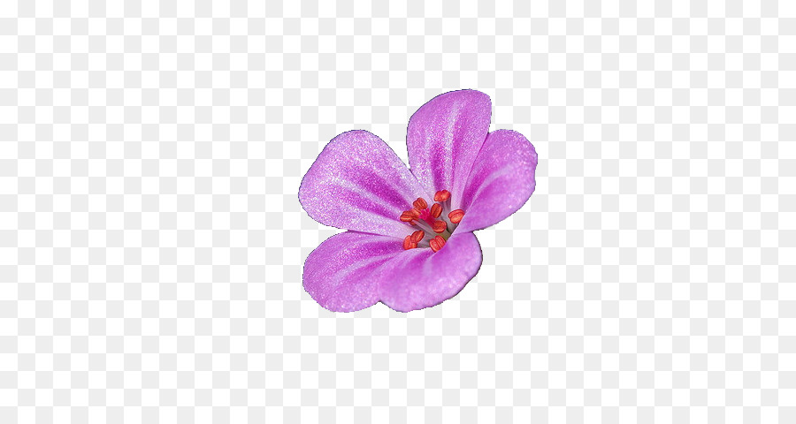 Flor Rosa，Florecer PNG