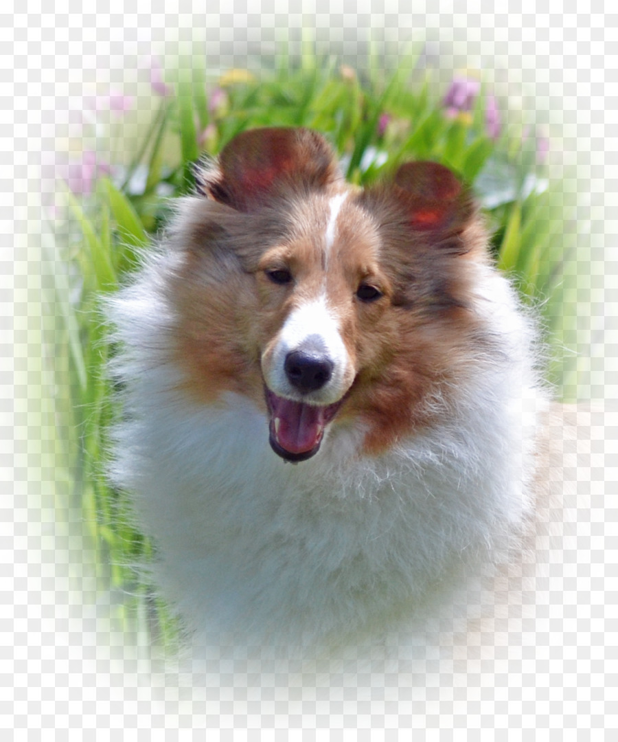 Shetland Sheepdog，Perro Pastor Islandés PNG