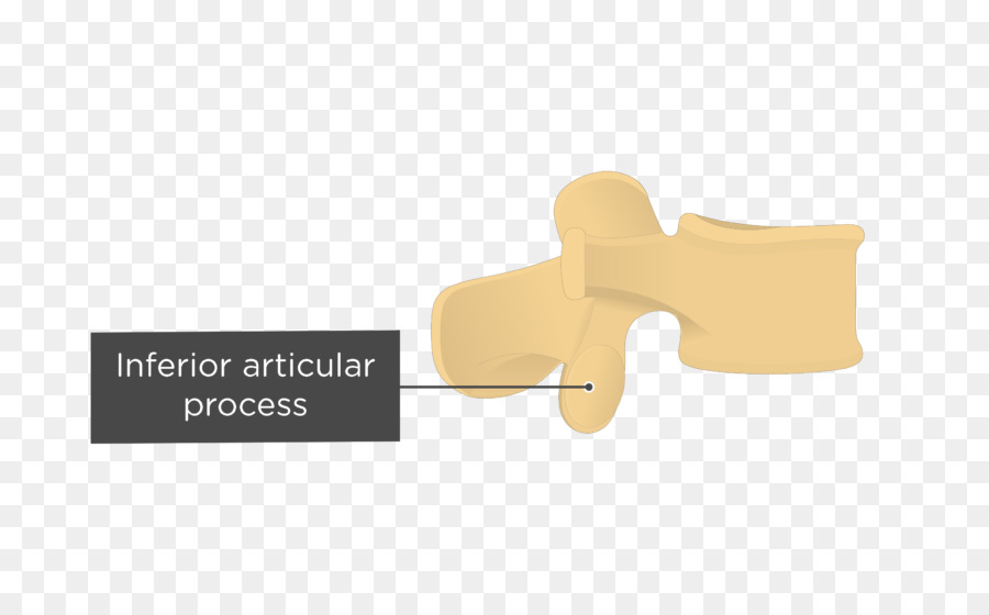 Articular Los Procesos De，Proceso De PNG