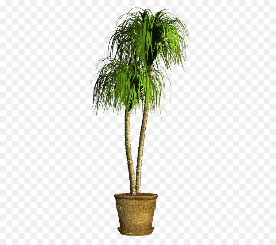 Palmera，Hojas PNG