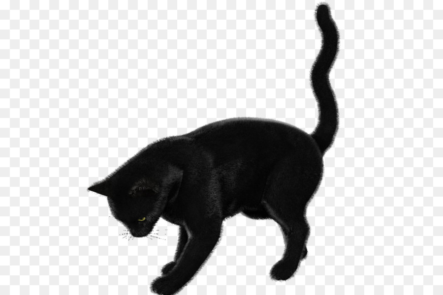 Gato Negro，Bombay Gato PNG