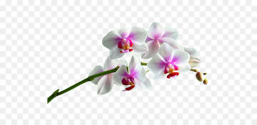 Las Orquídeas，Flor PNG