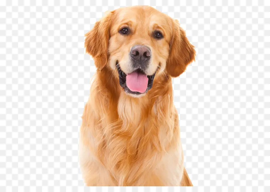 Golden Retriever，Cachorro PNG