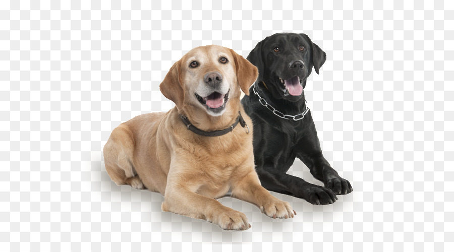 Labrador Retriever，Raza De Perro PNG