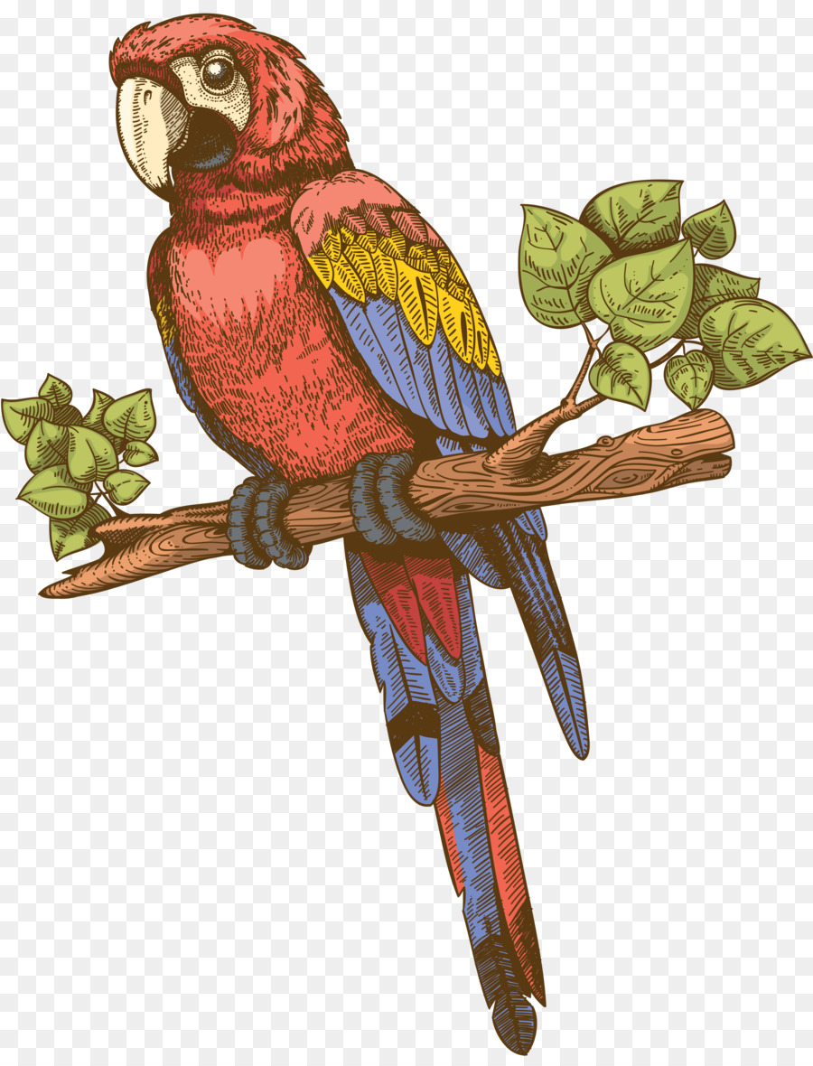 Perico，Pdf PNG