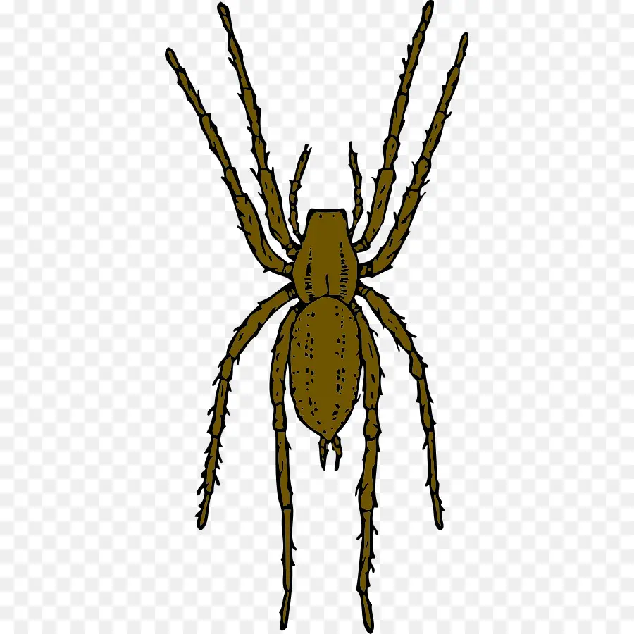 Araña，Arácnido PNG