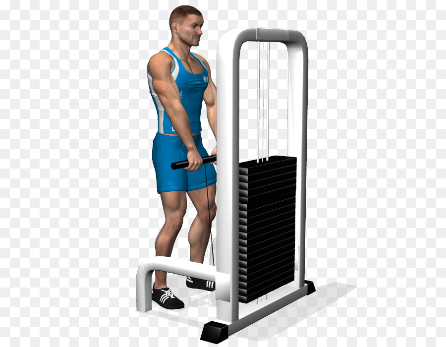 Hombre Haciendo Ejercicio，Gimnasia PNG