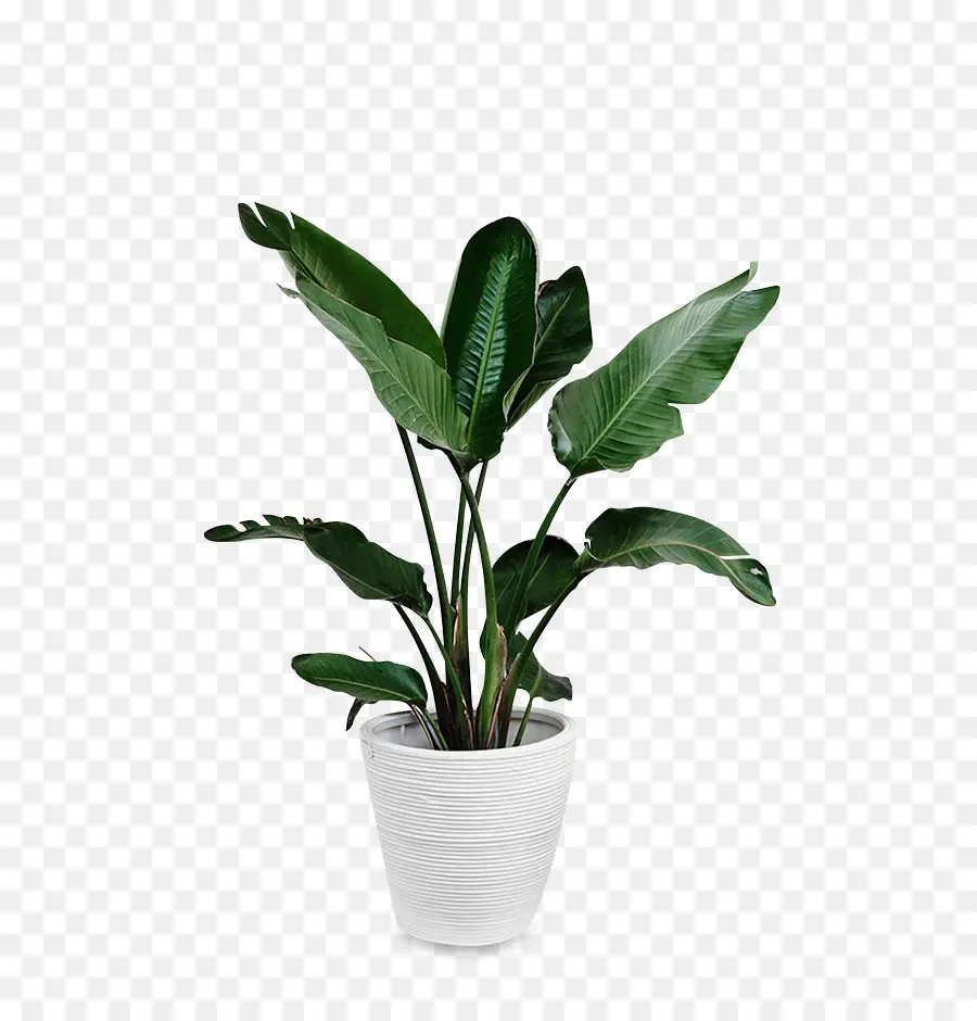 Hoja，Planta PNG