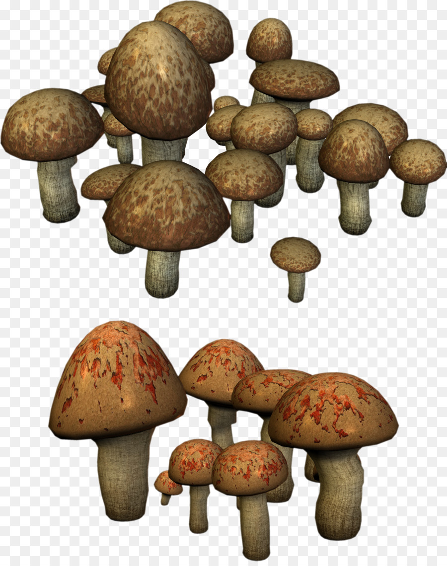 Shiitake，Hongo PNG