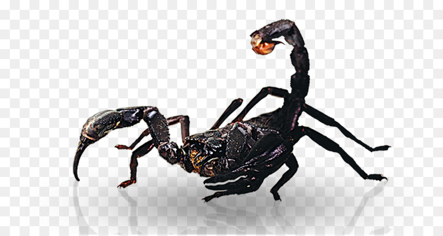 Los Insectos，De Plagas PNG