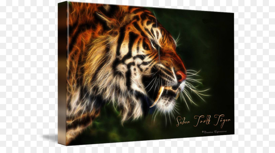 Tigre，Felidae PNG