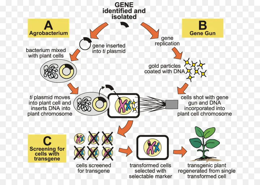 Agrobacterium Tumefaciens，La Ingeniería Genética PNG