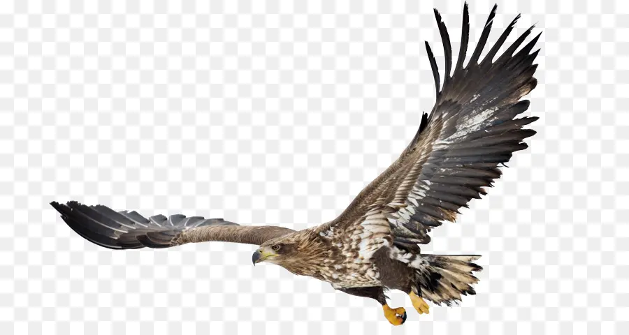 águila Calva，Whitetailed águila PNG