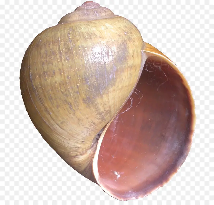 Báltico Macoma，Berberecho PNG