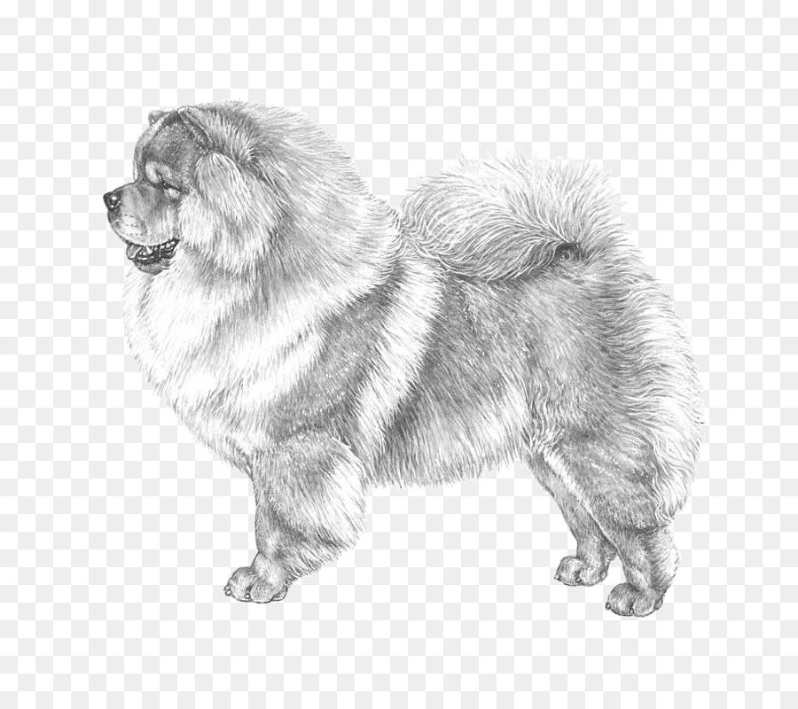 Dog Ancho，Chow Chow PNG