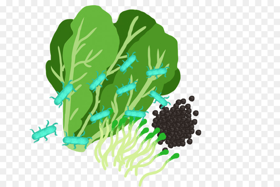 Hoja Vegetal，Dibujo PNG