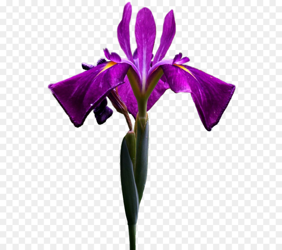 Flor Morada Y Blanca，Florecer PNG