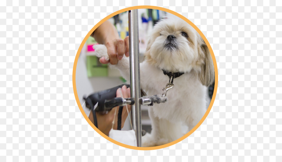 Shih Tzu，Cachorro PNG