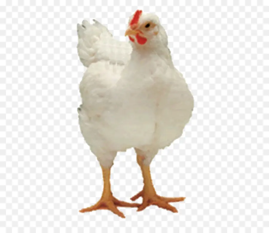 Pollo，Pájaro PNG