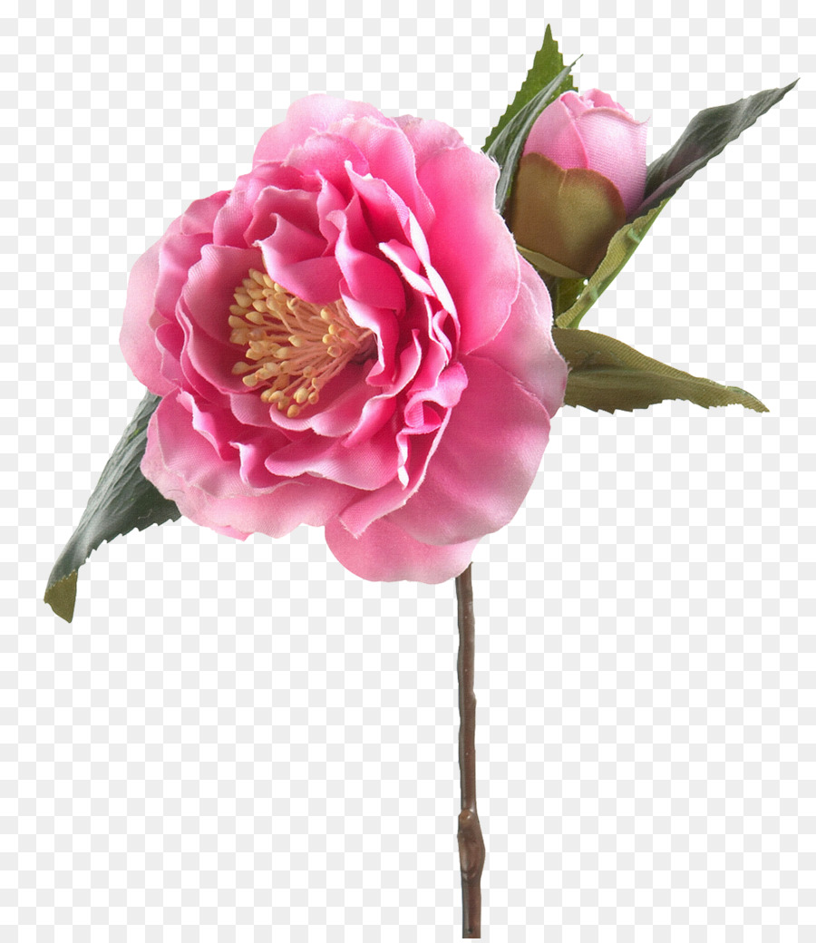 Flor Rosa，Provenir PNG