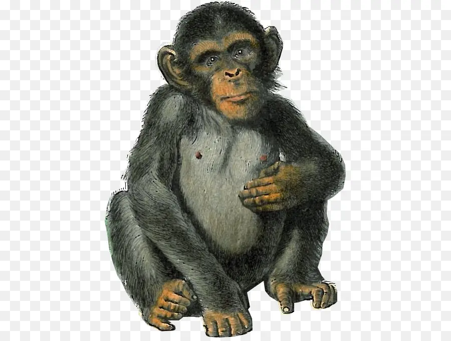 Chimpancé Común，Occidental Gorila PNG