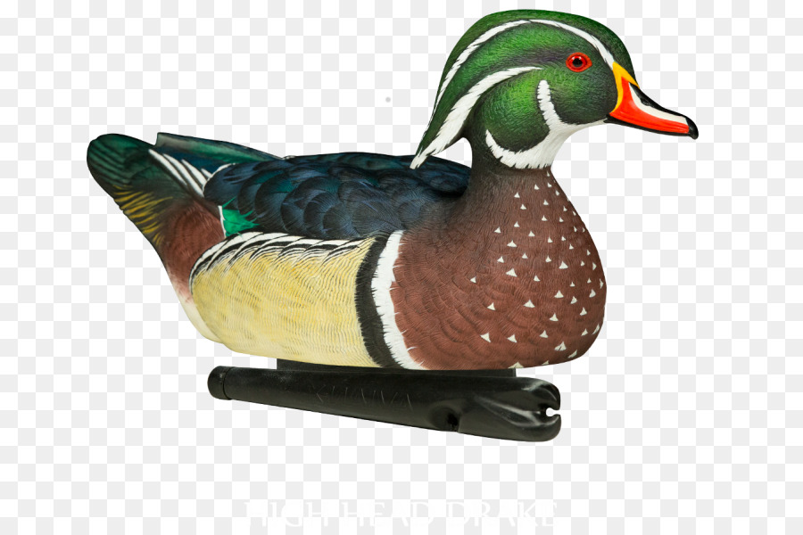 El ánade Real，Pato PNG