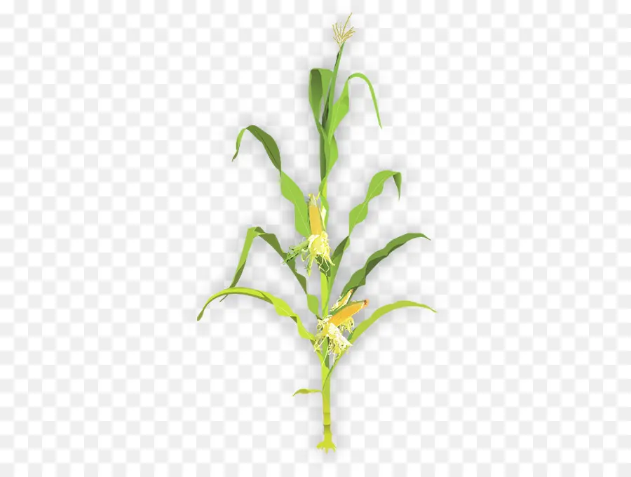 Tallo De La Planta，El Maíz PNG