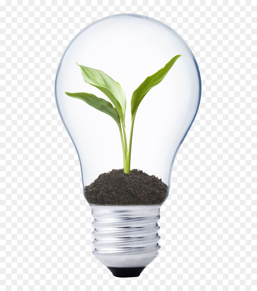 Bombilla Con Planta，Crecimiento PNG