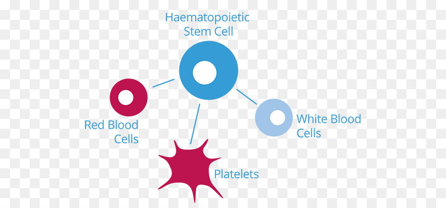La Sangre Del Cordón，Células Blancas De La Sangre PNG
