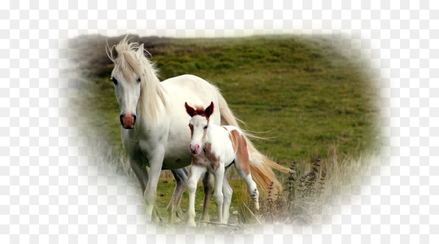 Oso Polar，Caballo Frisón PNG