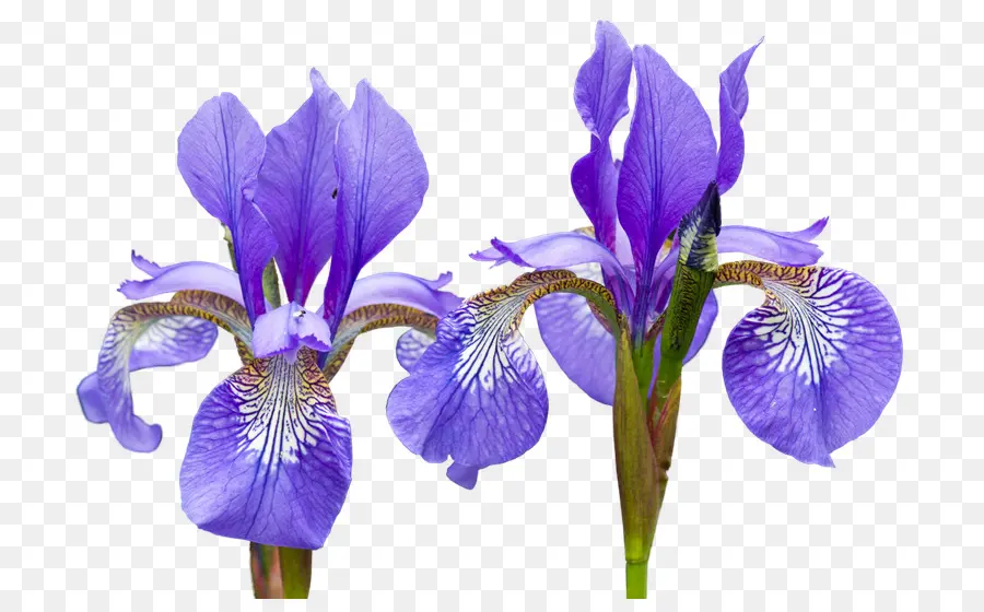 Bandera Azul Del Norte，Iris PNG