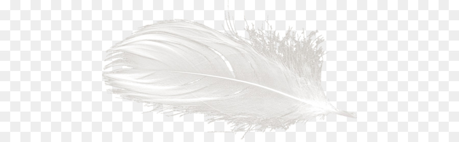 Pluma，Pluma Blanca PNG