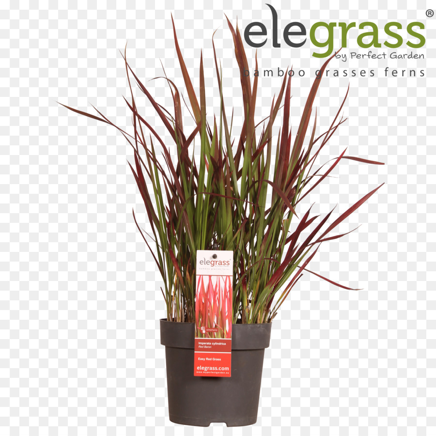 Planta De Hierba Roja，Planta En Maceta PNG