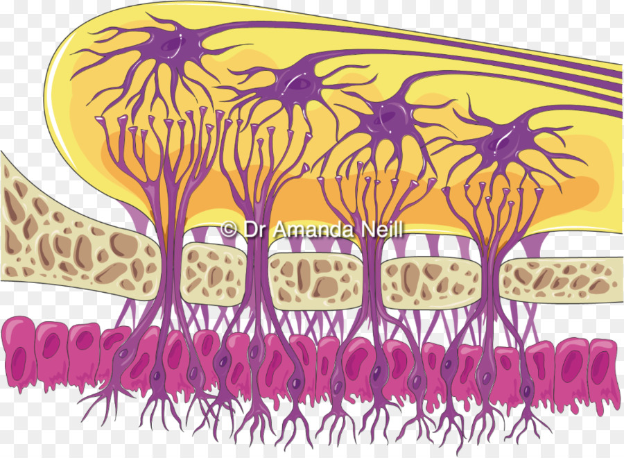 Neuronas，Cerebro PNG