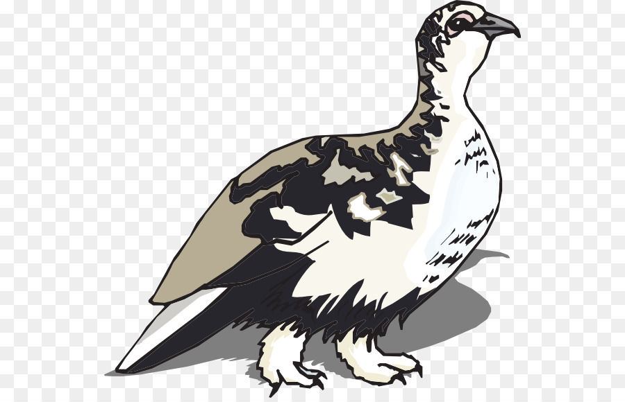 Codorniz，Plumas PNG