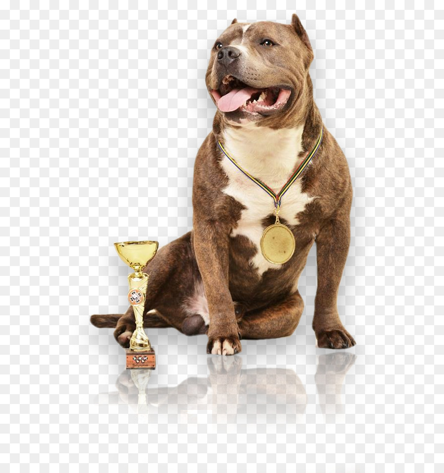 Perro，Mascota PNG