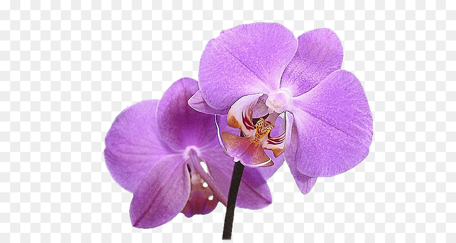 Las Orquídeas，Flor PNG