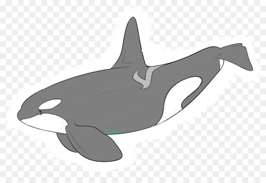 La Ballena Asesina，Dolphin PNG
