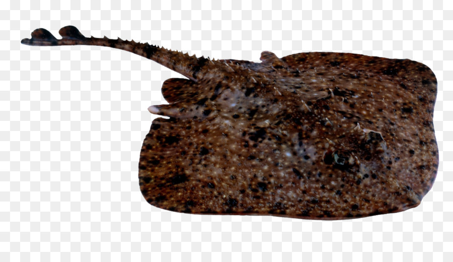 Batoidea，Noruega PNG