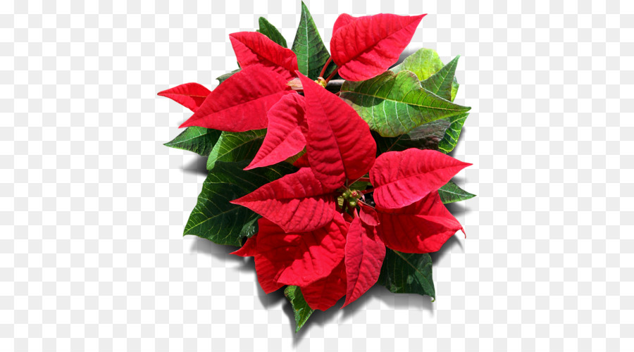 Nochebuena Roja，Navidad PNG