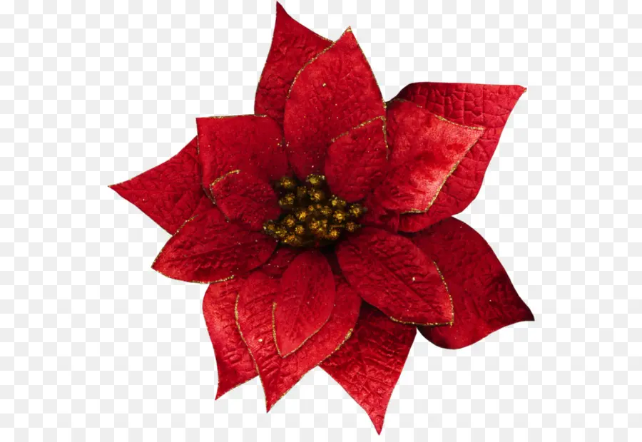 La Navidad，Flor PNG