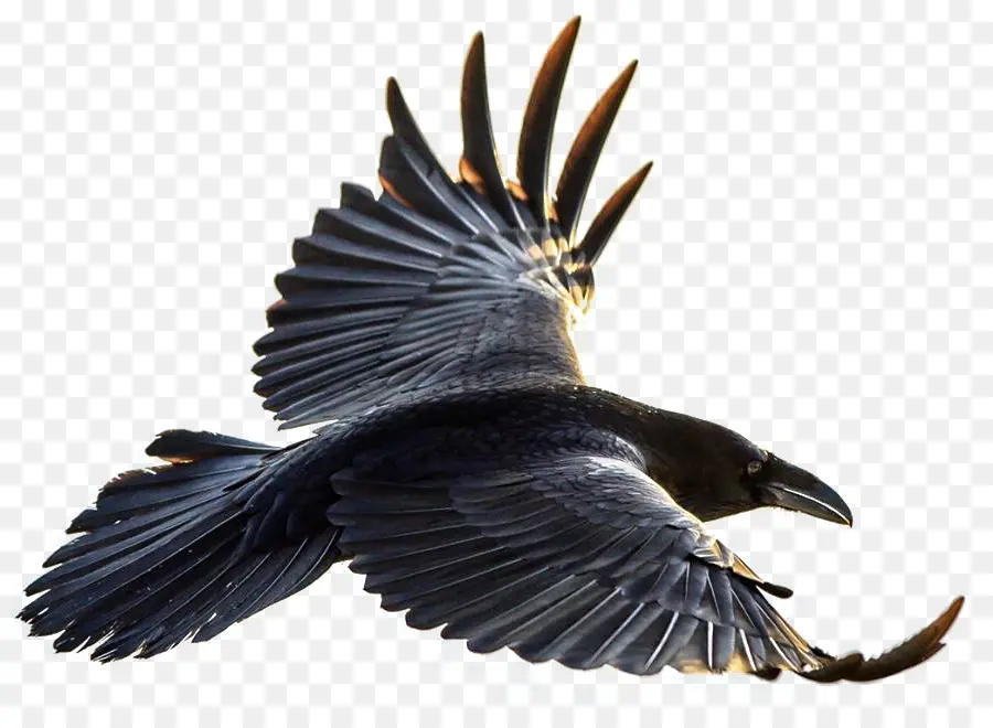 Pájaro，American Cuervo PNG