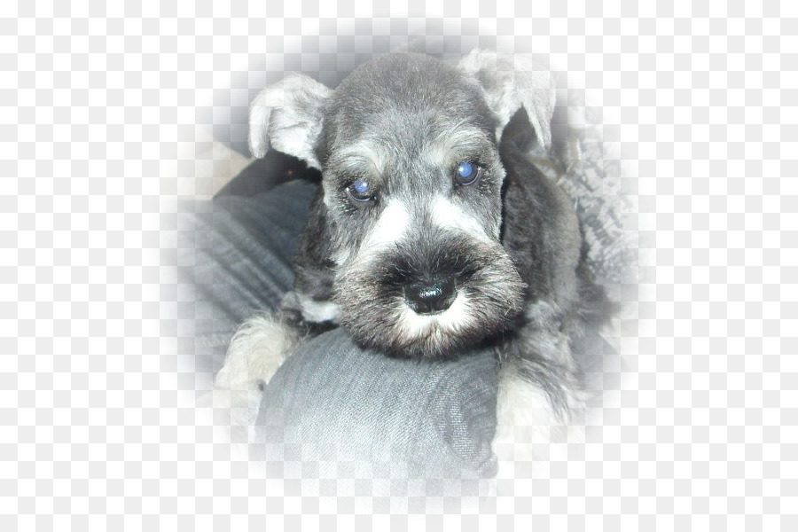 Schnauzer Miniatura，Schnauzer Estándar PNG