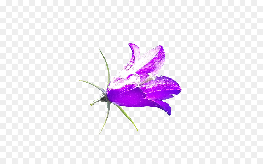 Bellflower，Flor PNG