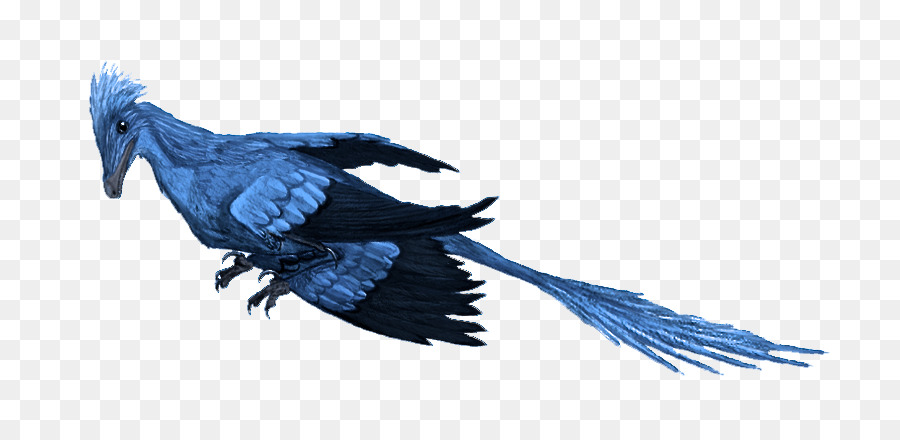 Microraptor，El Archaeopteryx PNG