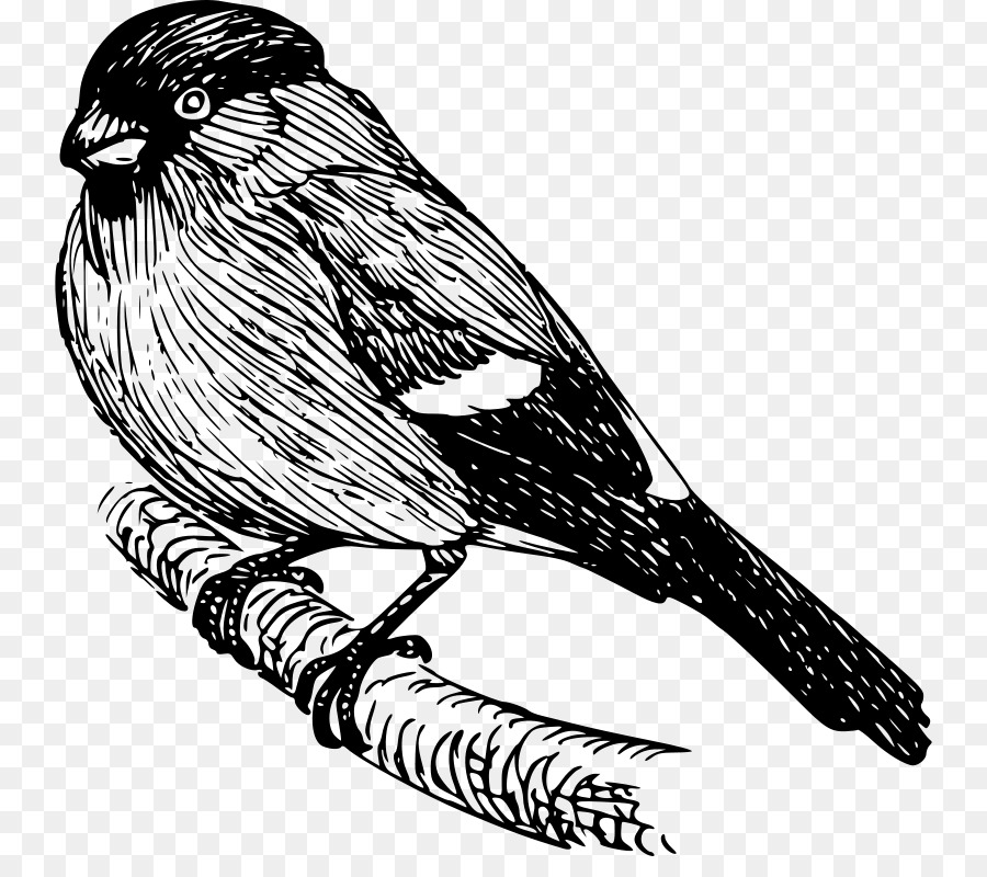 Finch，Pájaro PNG